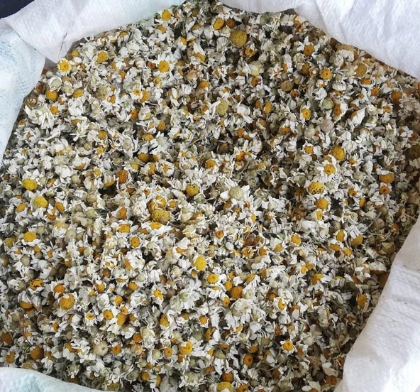 PAPATYA KURUSU 1 Kg ( doğal kurutulmuş yeni mahsül taze ürün )