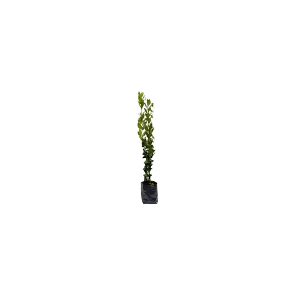 Laurus nobilis Defne Fidanı 20-40 cm - Resim 2