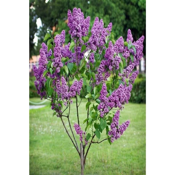 2 Adet Leylak Fidanı (Syringa Chinensis ) 50-100 cm - Resim 2