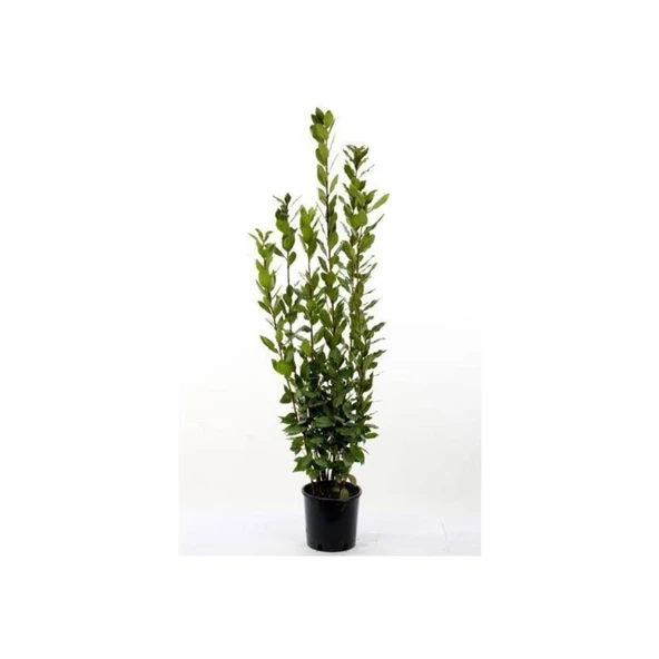 Kokulu Defne Fidanı Laurus Nobilis 15-25 cm