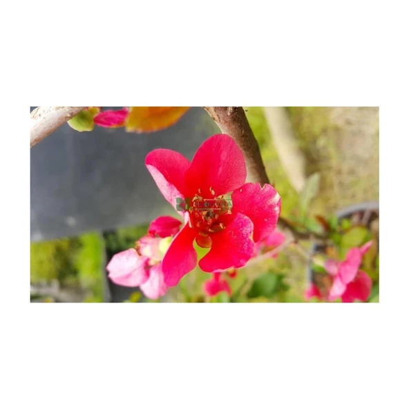 Chaenomeles Japon Ayvası Bahar Dalı Fidanı 30-50 cm