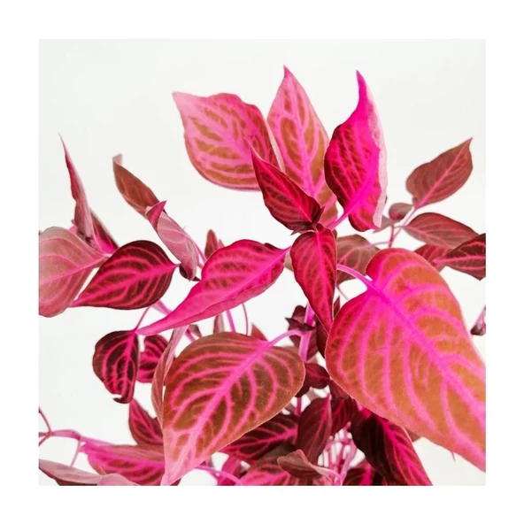 Kırmızı Iresine Herbstii 10-35 cm Çingene Şalvarı Fidesi - Resim 2