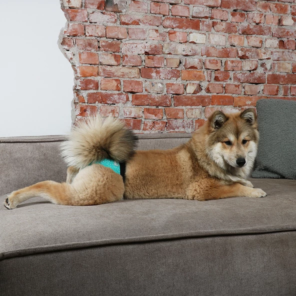 388/449332 Köpek Külotu XLarge 50-59 cm - 6