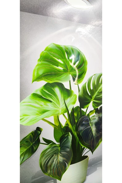 Ayver 3D YAPIŞKANLI DUVAR KAĞIDI STİCKER 30X40 CM BEYAZ SAKSI MODEL - 3