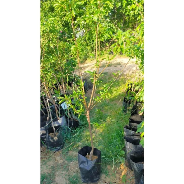 Diğer Ancelika Erik Fidanı (açık köklü) 50-100 cm - 4