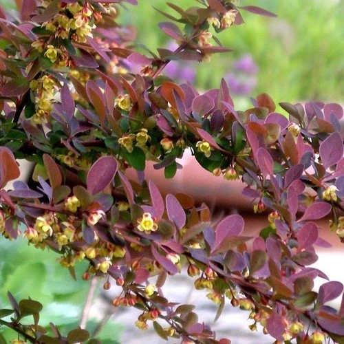 Kırmızı Berberis Thunbergii Kadın Tuzluğu Fidanı 20-40 cm