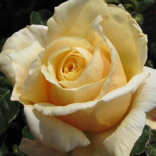 Krem Renk Yedivern Gül Fidanı 15-25 cm ürün görseli 1