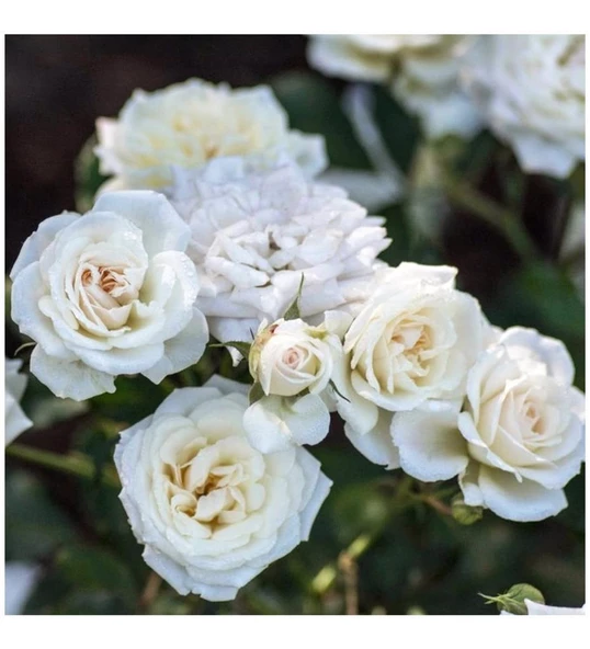 Yediveren Gül Fidanı 1 Adet 10-20 cm Beyaz - Resim 2