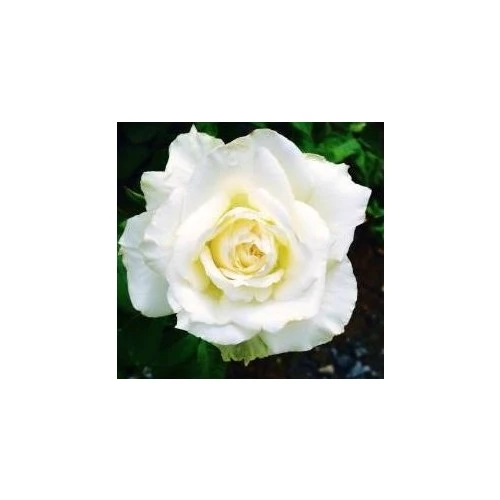 White Rose Sapling Beyaz Gül Fidanı Saksıda 15-25 cm - 2