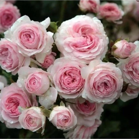 Pembe Beyaz Sarmaşık Gül Fidanı 5 Adet 15-25 Cm