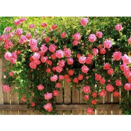 Pudra Beyazı Gül Fidanı Kokulu Sarmaşık 10-20 cm