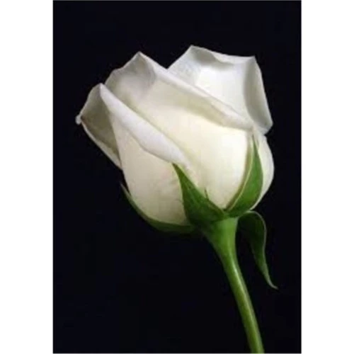 Duman Beyazı Gül Fidanı Saksıda Yediveren Aşılı 10-20 cm - Resim 2