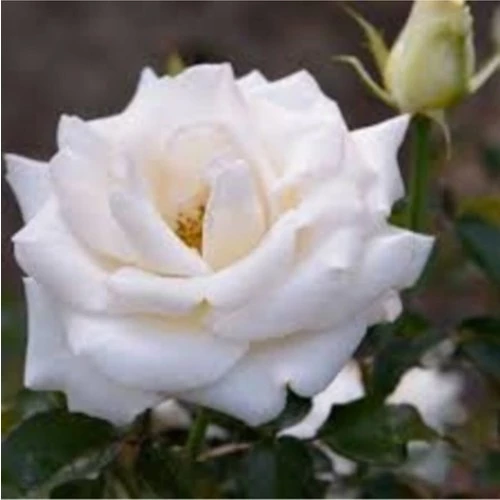 Duman Beyazı Gül Fidanı Saksıda Yediveren Aşılı 10-20 cm ürün görseli