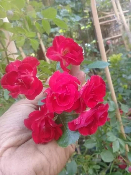 Afife Kırmızı Sarmaşık Kokulu Yediveren Gül Fidanı 10-20 cm ürün görseli