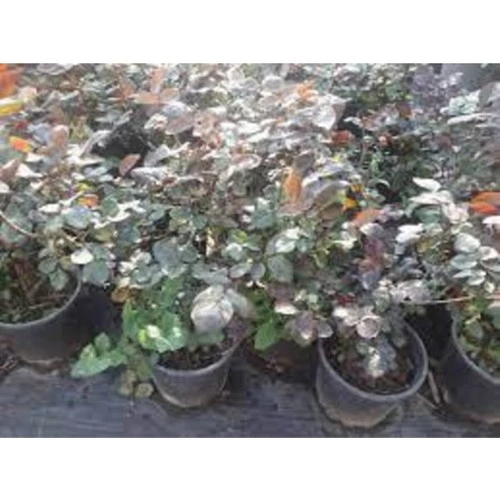 Bembeyaz Saksılı Beyaz Gül Fidanı 15-25 cm - 2