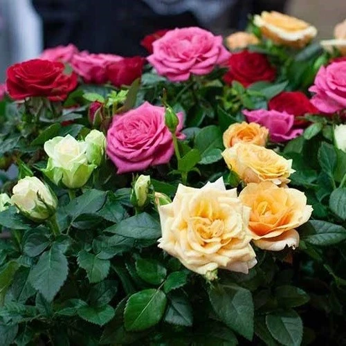 4 Adet Karışık Renk Yediveren Kokulu Karışık Gül Fidanı