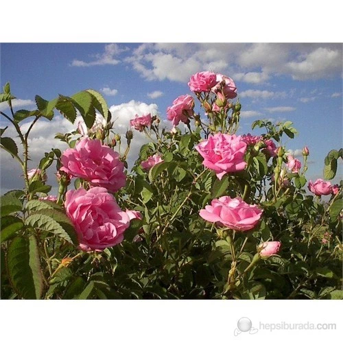 Pers Pembesi Kokulu Saksılı Gül Fidanı 10-30 cm ürün görseli