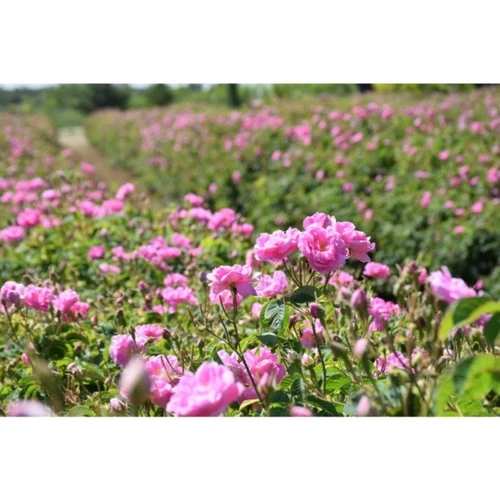 Barby Pembesi Saksılı Isparta Gülü Fidanı 10-30 cm - Resim 3