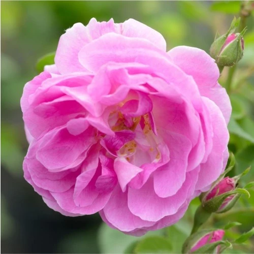 Barby Pembesi Saksılı Isparta Gülü Fidanı 10-30 cm ürün görseli 1