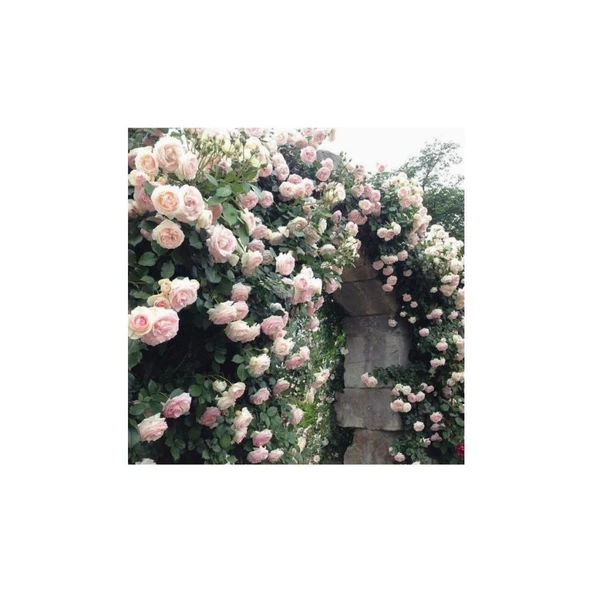 Pembe Beyaz Sarmaşık Gül Fidanı 5 Adet 15-25 cm - 3
