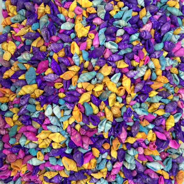 Nassa Shell-Karışık Renkli Kiloluk Deniz Kabuğu (1 KG)