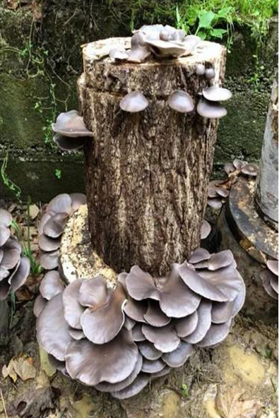 Kavak Ağacı Mantarı Tohumu Miseli Yeni Misel Istiridye Mantarı Tohumu 1kg.