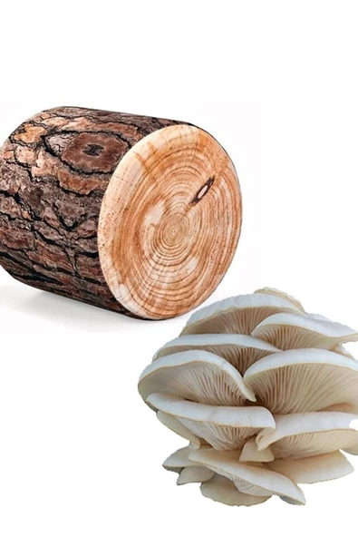 Kavak Ağacı Mantarı Tohumu Miseli 20 Kg