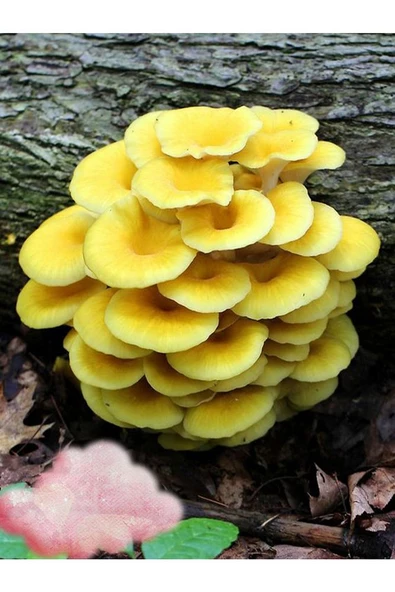 Sarı Istiridye Mantarı Miseli Tohumu Vakumlu 100 gram 3 Adet Micro Torba ( Ekim Kılavuzu) - 2