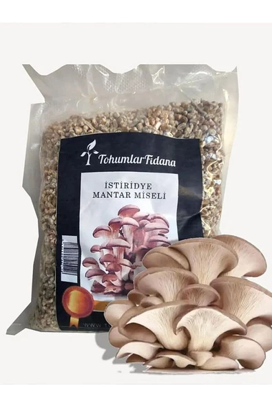 Istiridye Mantarı Miseli Tohumu Vakumlu 2,5 Kg Tohum 10 Adet Micro Delikli Torba ( Ekim Kılavuzu)