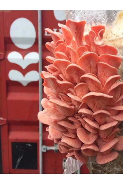 Pembe Istiridye Mantarı Miseli Tohumu Vakumlu 100 gram ( Ekim Kılavuzu) - 3