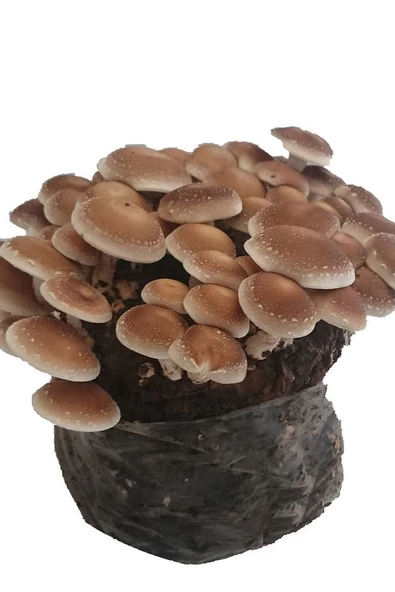 1000+ Adet Shitake Mantar Tohumu Miseli + 5 Ekim Torbası +ekim Kılavuzu - 2