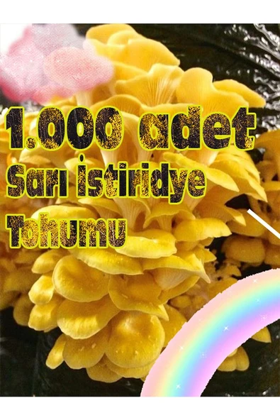 Sarı Istiridye Mantarı Miseli Tohumu Vakumlu 100 gram 3 Adet Micro Torba ( Ekim Kılavuzu)