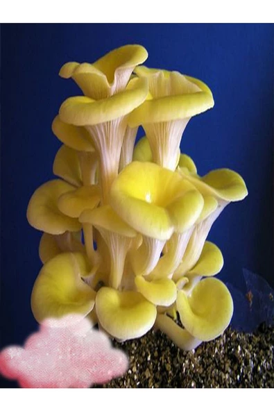 Sarı Istiridye Mantarı Miseli Tohumu Vakumlu 100 gram 3 Adet Micro Torba ( Ekim Kılavuzu) - 3