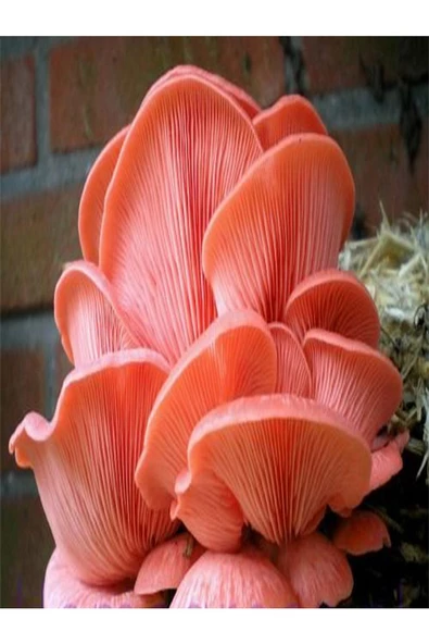 Pembe Istiridye Mantarı Miseli Tohumu Vakumlu 100 gram ( Ekim Kılavuzu) - 4