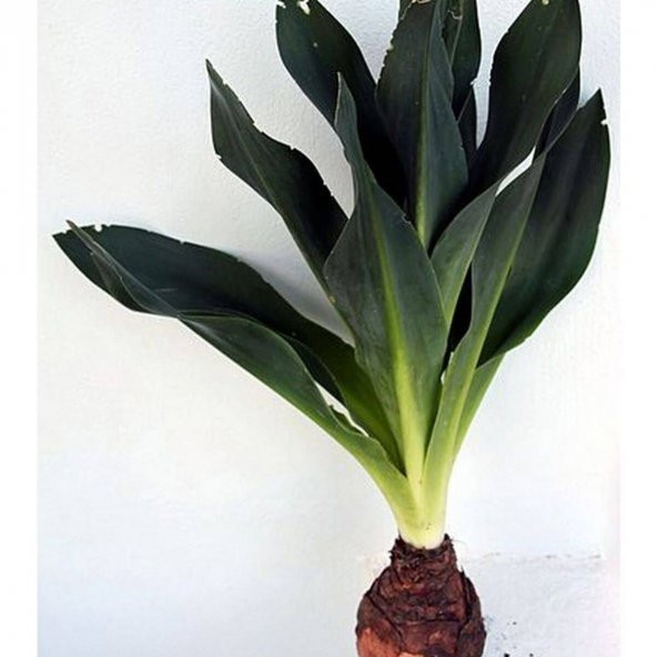 Ada Soğanı 1 kg