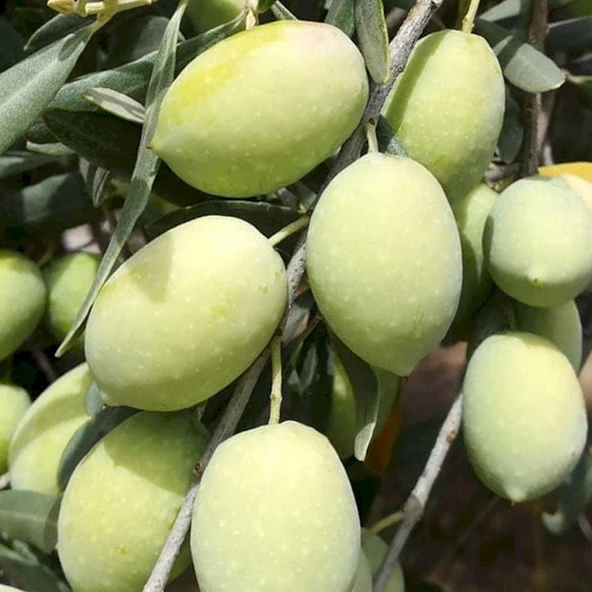 Her İklime Uygun Tüplü Sıkımlık ve Salamuralık Memeli Sivri Zeytin Fidanı