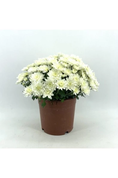 Kasımpatı Krizantem Chrysanthemum Beyaz - Resim 2