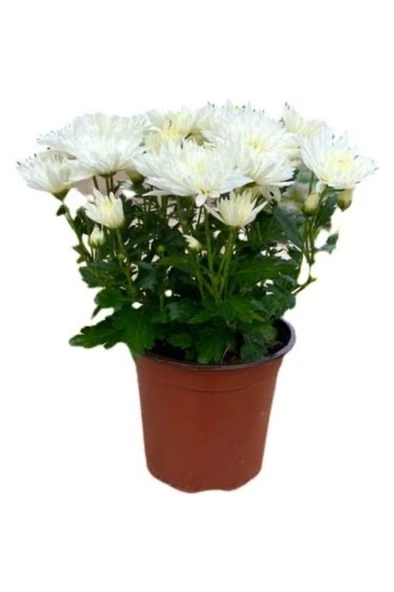 Beyaz Kasımpatı Krizantem Chrysanthemum Saksılı 10-20 cm