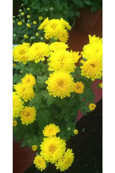 Sarı Kasımpatı Krizantem Chrysanthemum Çiçeği 10-20 cm