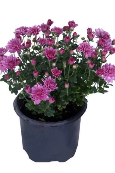 Pembe Renk Kasımpatı  Krizantem Chrysanthemum Çiçeği 10-20 cm