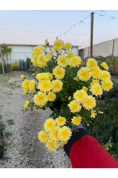 Kasımpatı Krizantem Chrysanthemum Çiçeği Sarı Renk Saksıda Çiçekli