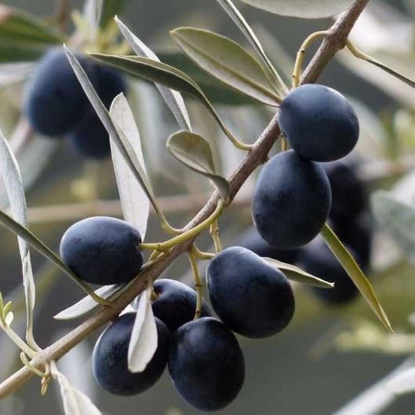 Yağlık ve Sofralık Her Bölgeye Uygun Tüplü İzmir Sofralık Zeytin Fidanı