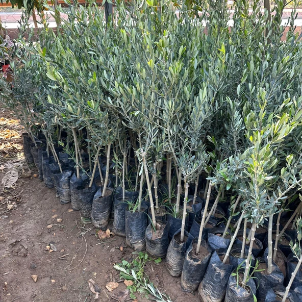 Yağlık ve Sofralık Tüplü Tüm Bölgelere Uygun Tüplü İzmir Sofralık Zeytin Fidanı - Resim 3