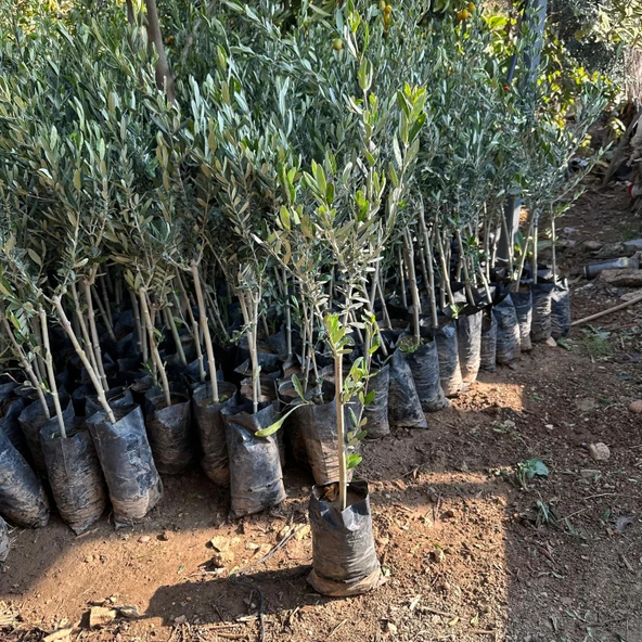 Yağlık ve Sofralık Her Bölgeye Uygun Tüplü İzmir Sofralık Zeytin Fidanı - 2