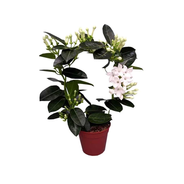 Stephanotis Floribunda - Madagaskar Yasemini - 12 Cm Saksıda