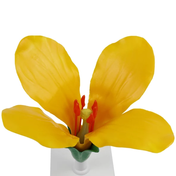 LAHANA ÇİÇEĞİ - Resim 2