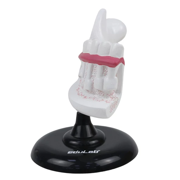 YARIM ÇENE DİŞ MODELİ - Resim 3