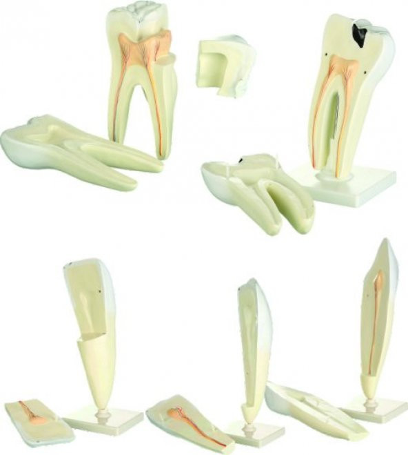 DİŞ MODELLERİ SETİ (5 Lİ SET ) ürün görseli