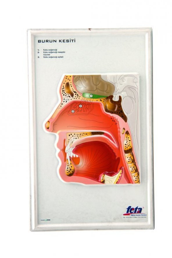BURUN KESİTİ KABARTMA ürün görseli