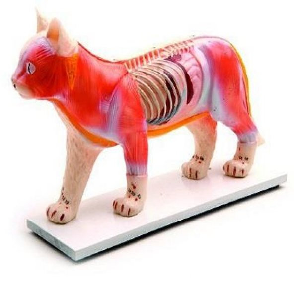 KEDİ MODELİ EDULAB - Resim 2